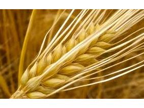 Сельскохозяйственные Продукты