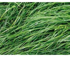 Pflanzenfuttermischung