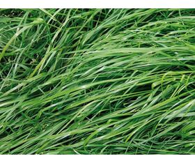 Pflanzenfuttermischung