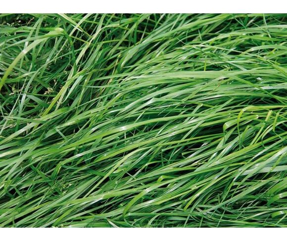 Pflanzenfuttermischung