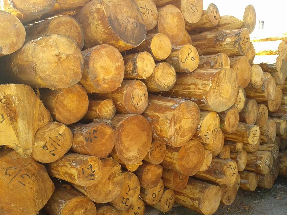 منتجات الغابات