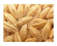 Barley Seed