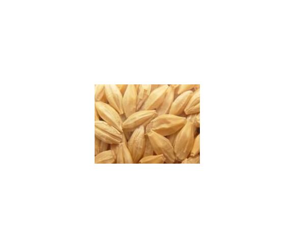 Barley Seed