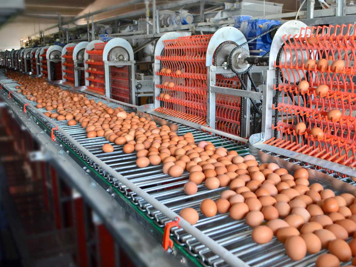 Şelale Sistema De Colector De Huevos