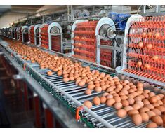 Şelale Sistema De Colector De Huevos