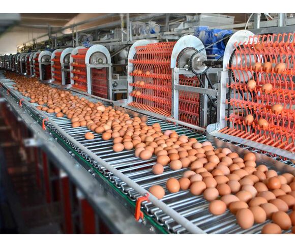 Şelale Sistema de Colector de Huevos