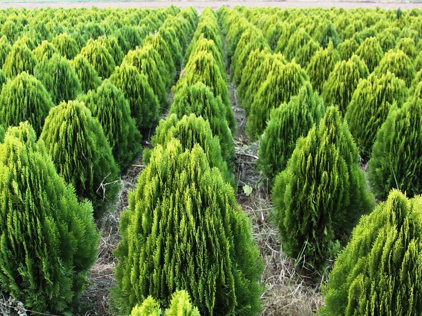 Sedir Ağacı Fidanı