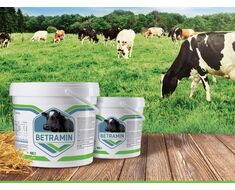 Mineral Supplements For Bovine Animal