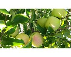 Fruit-vegetable