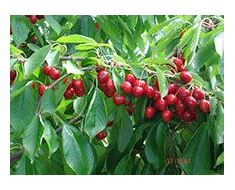 Fruit-vegetable