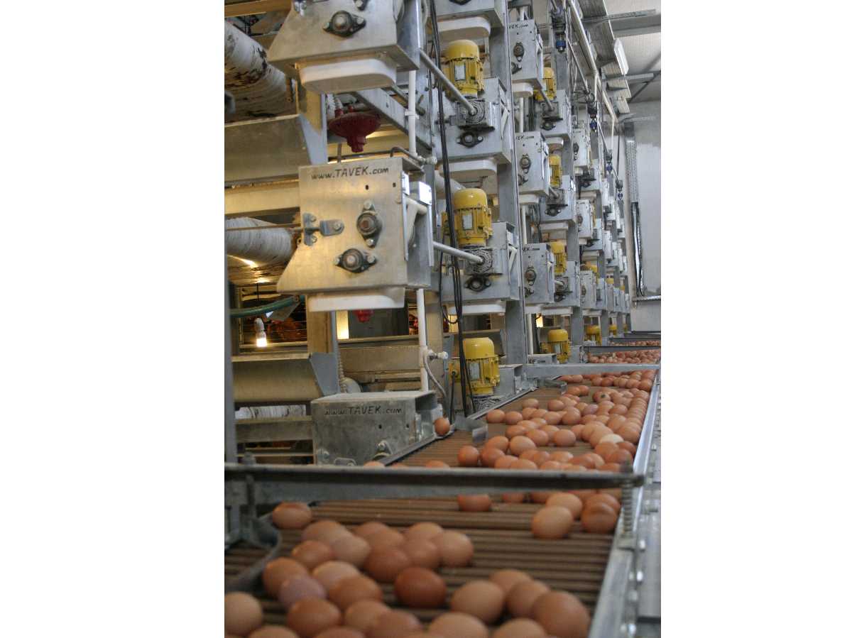 Sistema Para Recoger Huevos