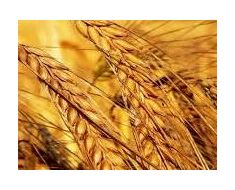 Productos Agrícolas