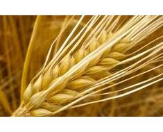 Productos Agrícolas