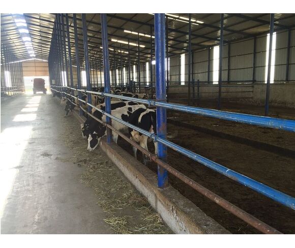 Cattle