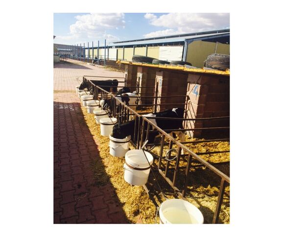 Cattle