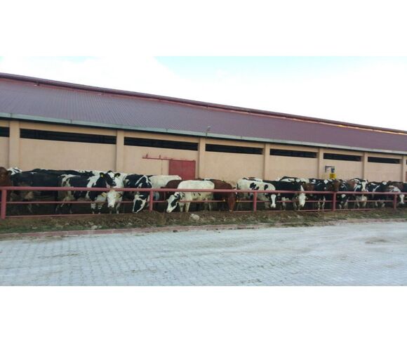 Cattle