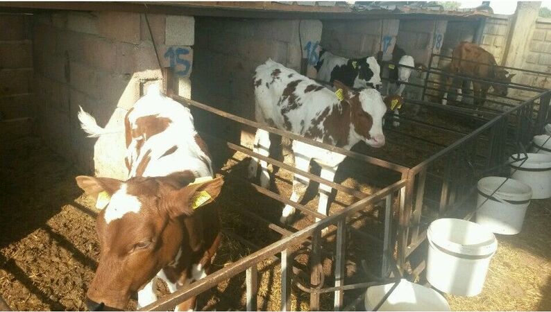 Almis Süt Tarım Hayvancılık Gıda San. ve Tic. Ltd. Şti. 
