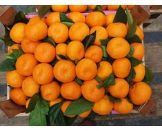 Fruit-vegetable