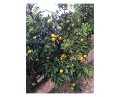 Fruit-vegetable