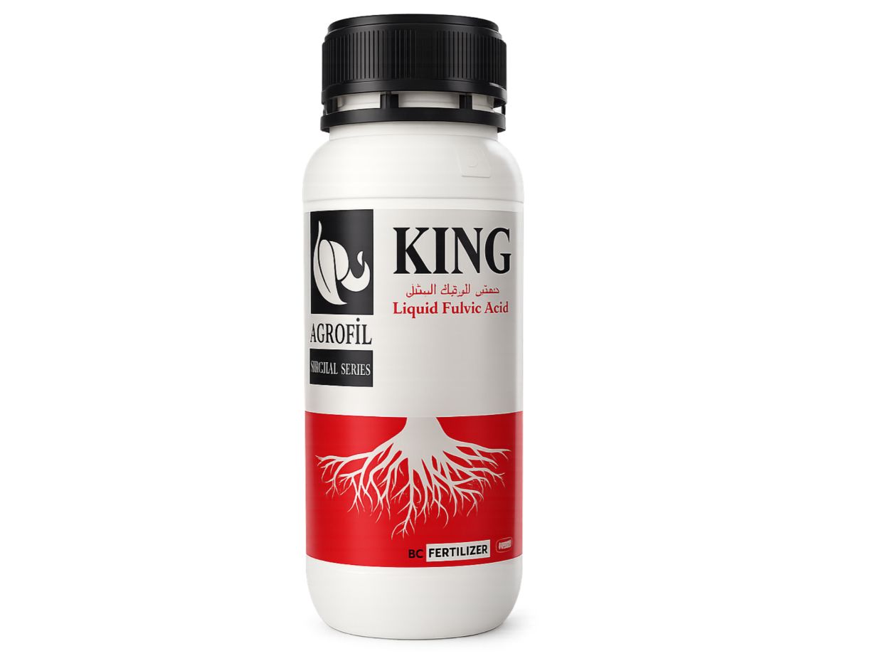 Kıng Root