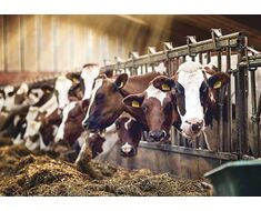 Feed Additives