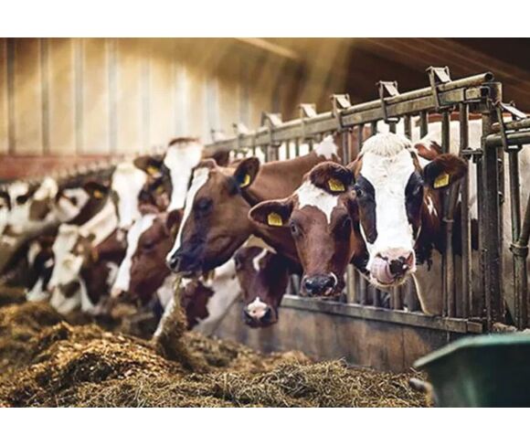 Feed Additives