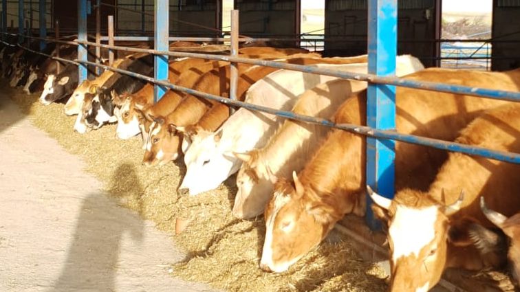 KONV&#x130;T AKVET HAYVANSAL YEM KATKI MADDELER&#x130; SAN. T&#x130;C. LTD. &#x15E;T&#x130;.